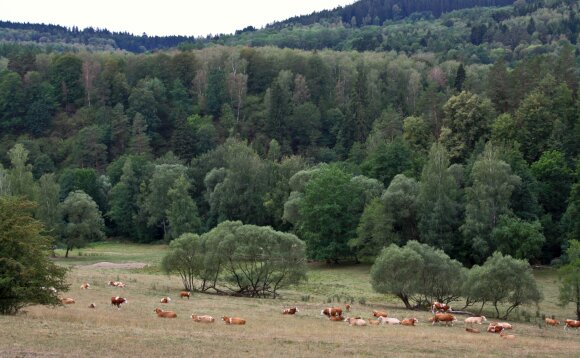 Krávy